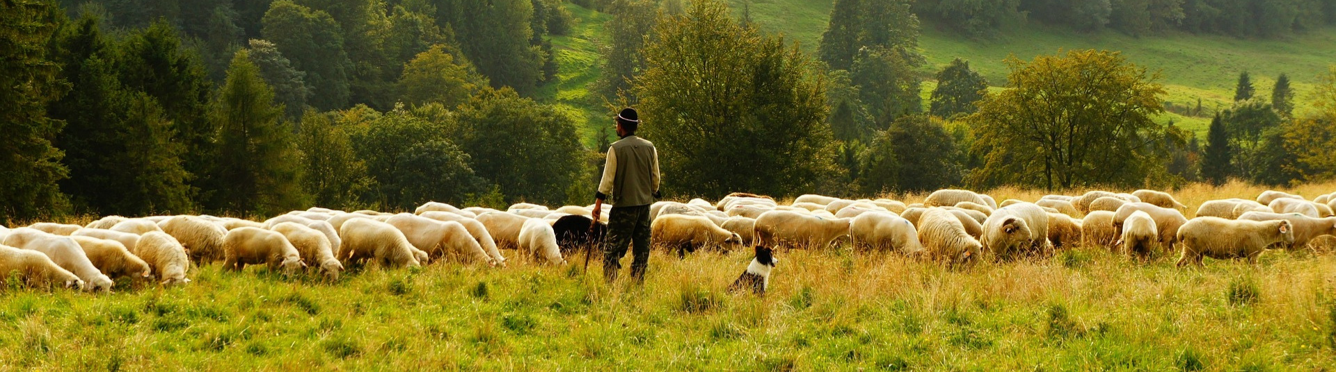 Livestock in organic farming